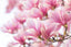 Abbildung Magnolien