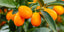 Abbildung Kumquat